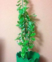 Продам комнатное растение Педилантус , вечно зеленое и необычное 75 см 